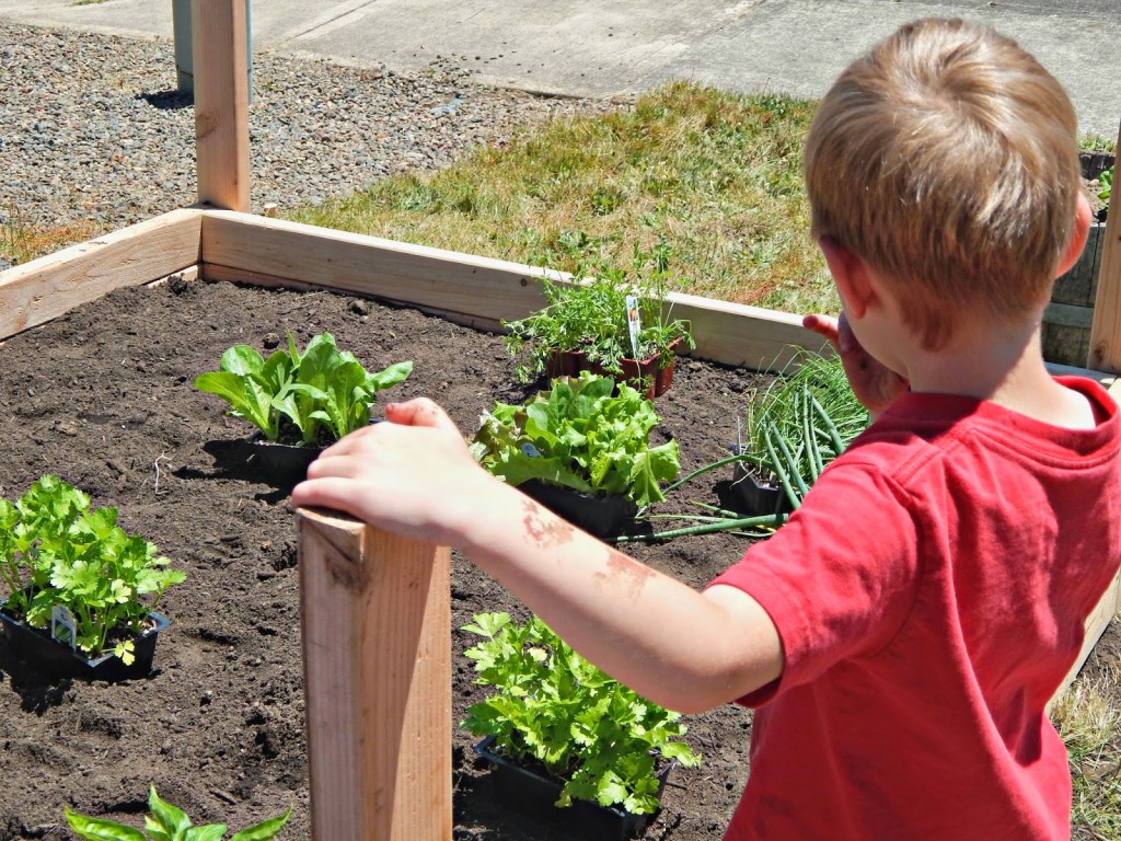 How to Build a Raised Garden #FreshNaturally #Shop #Cbias