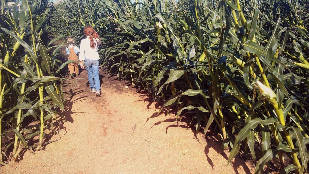 Living Locally The MAiZe at The Pumpkin Patch Melissa Kaylene