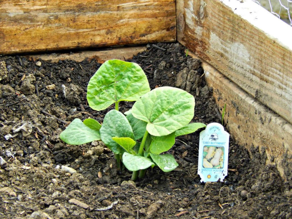 Get Kids Excited About Gardening #RaisingGoodApples AD