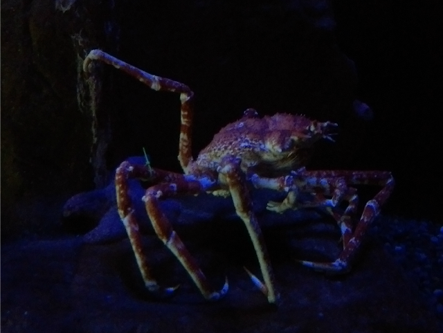 Melissa Kaylene's review of the Oregon Coast Aquarium