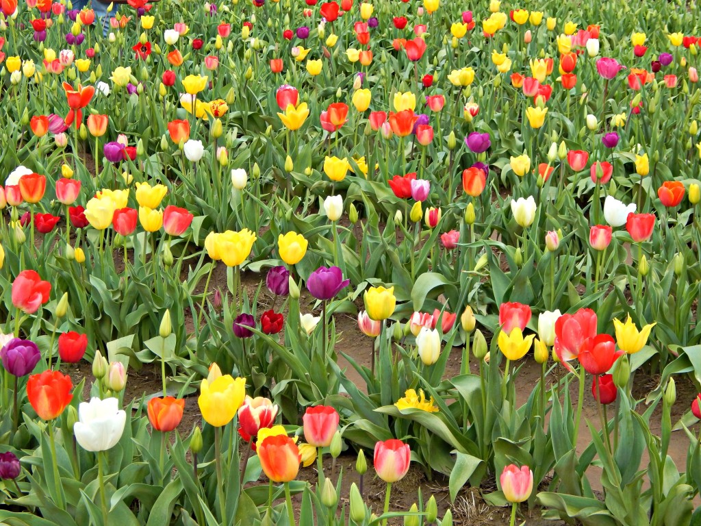 woodburn-tulip-festival-17