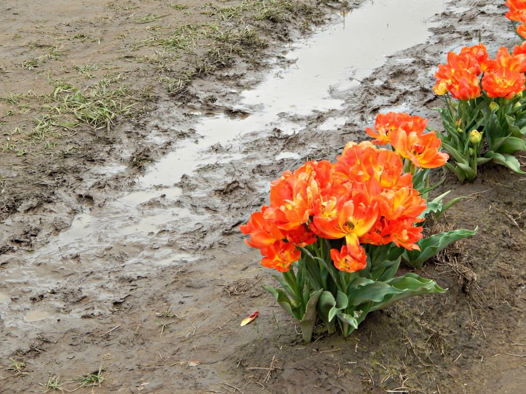 woodburn-tulip-festival-30