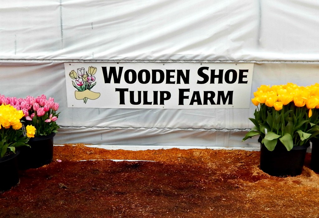 woodburn-tulip-festival-35