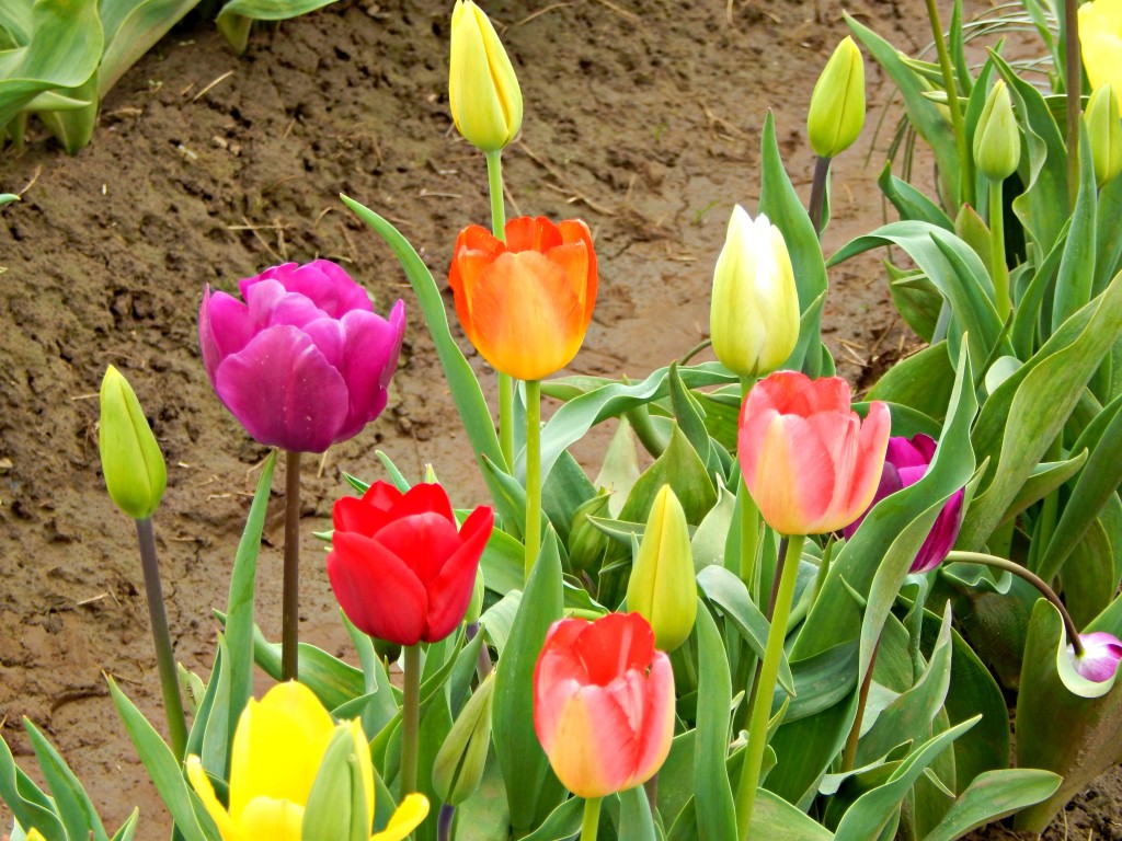 woodburn-tulip-festival-37