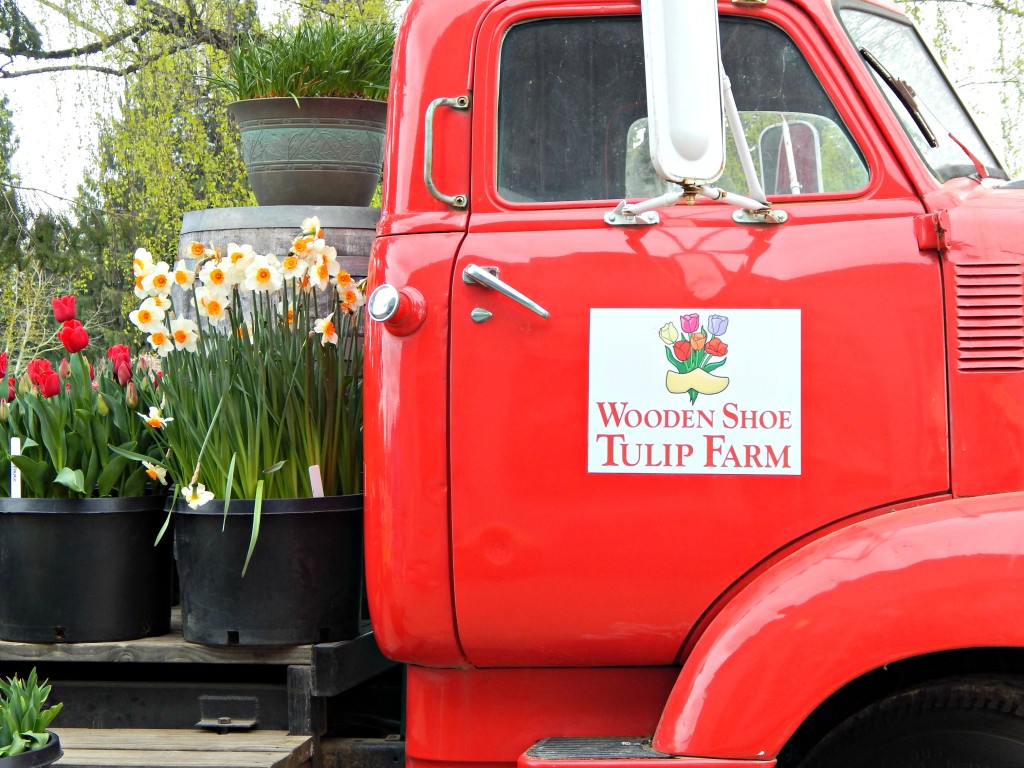 woodburn-tulip-festival-43