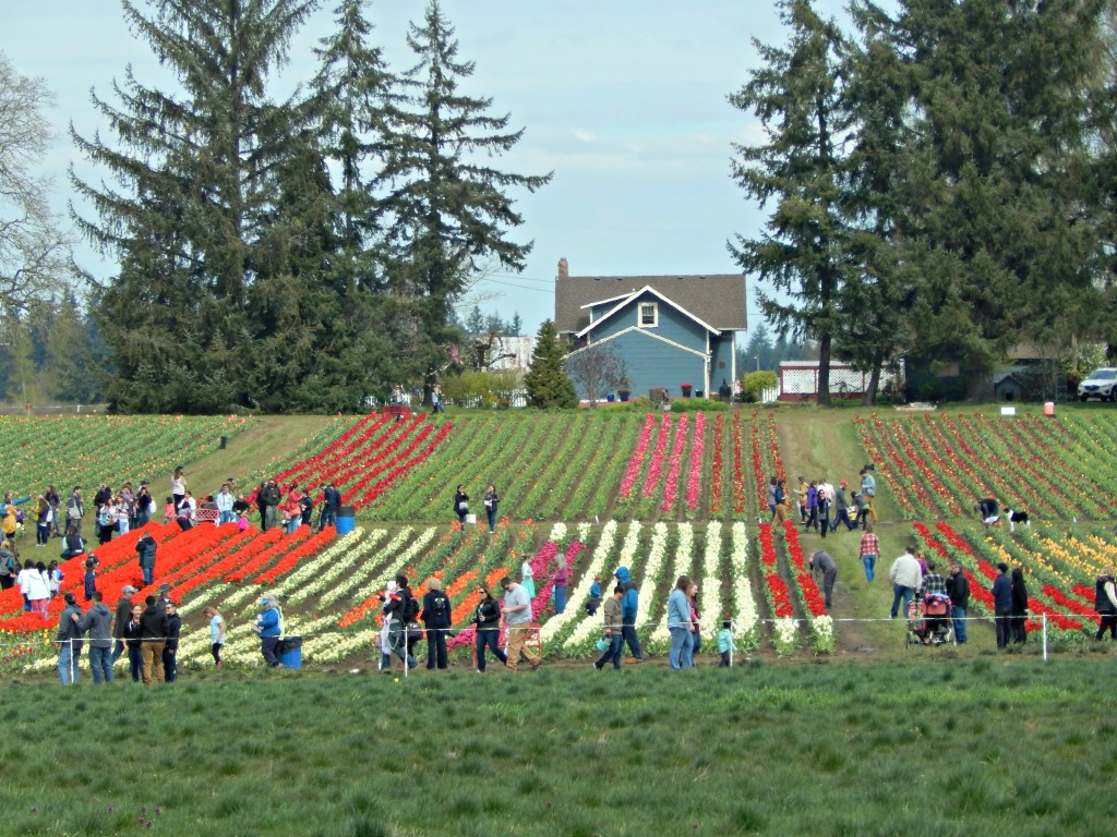 woodburn-tulip-festival-5