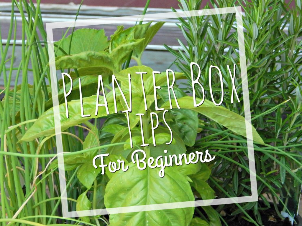 planter box tips
